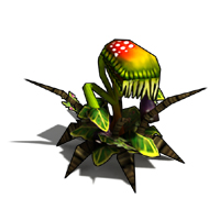 食人树(Nepenthes)